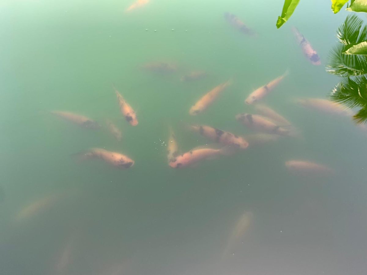 WhatsApp-Image-2025-07-20-at-16.00.29 ea9834c4